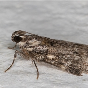 Spectrotrota fimbrialis at Melba, ACT - 20 Nov 2024 11:20 PM