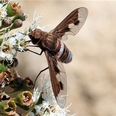 Ligyra sinuatifascia (A bee fly) at West Wodonga, VIC - 23 Nov 2024 by KylieWaldon