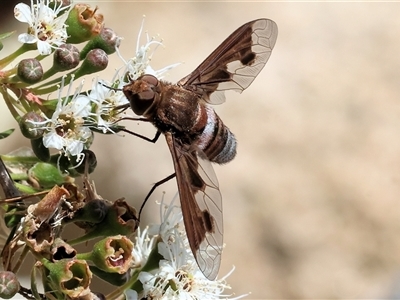 Ligyra sinuatifascia (A bee fly) at West Wodonga, VIC - 23 Nov 2024 by KylieWaldon