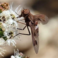 Ligyra sinuatifascia at West Wodonga, VIC - 23 Nov 2024 10:02 AM