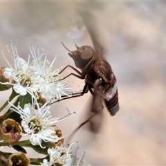 Ligyra sinuatifascia at West Wodonga, VIC - 23 Nov 2024 10:02 AM