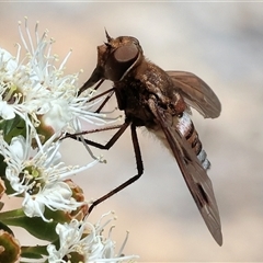 Ligyra sinuatifascia at West Wodonga, VIC - 23 Nov 2024 10:02 AM