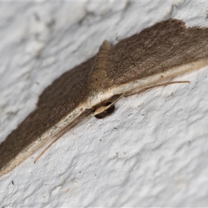 Idaea costaria at Melba, ACT - 20 Nov 2024 11:23 PM