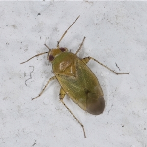 Miridae (family) (Unidentified plant bug) at Melba, ACT by kasiaaus