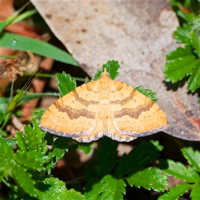 Chrysolarentia correlata (Yellow Carpet) at Brindabella, ACT - 22 Nov 2024 by DPRees125