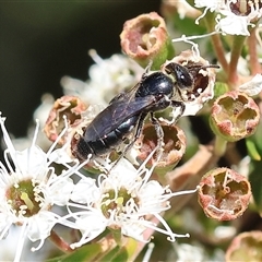 Unidentified Bee (Hymenoptera, Apiformes) at West Wodonga, VIC - 23 Nov 2024 by KylieWaldon