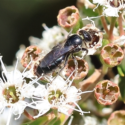 Unverified Bee (Hymenoptera, Apiformes) at West Wodonga, VIC - 23 Nov 2024 by KylieWaldon