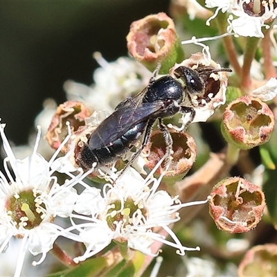 Unidentified Bee (Hymenoptera, Apiformes) at West Wodonga, VIC - 23 Nov 2024 by KylieWaldon