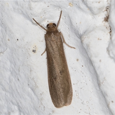 Scoliacma nana (Diminutive Footman) at Melba, ACT - 20 Nov 2024 by kasiaaus