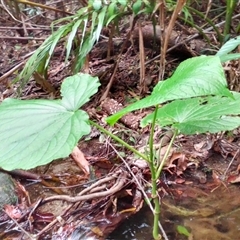Piper umbellatum (cow-foot leaf) at Mossman Gorge, QLD - 11 Mar 2022 by JasonPStewartNMsnc2016