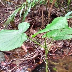 Piper umbellatum at Mossman Gorge, QLD - 11 Mar 2022