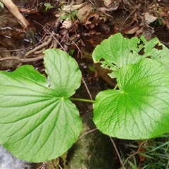 Piper umbellatum at Mossman Gorge, QLD - 11 Mar 2022