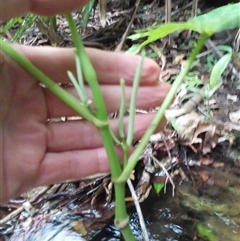 Piper umbellatum at Mossman Gorge, QLD - 11 Mar 2022