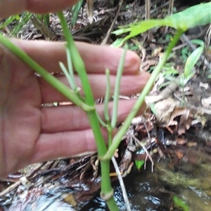 Piper umbellatum at Mossman Gorge, QLD - 11 Mar 2022