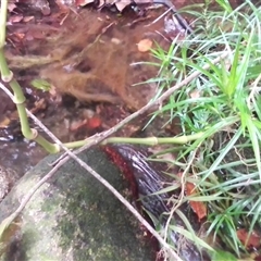 Piper umbellatum at Mossman Gorge, QLD - 11 Mar 2022