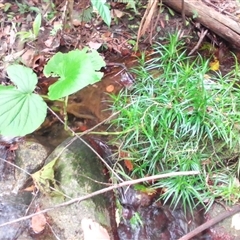 Piper umbellatum at Mossman Gorge, QLD - 11 Mar 2022