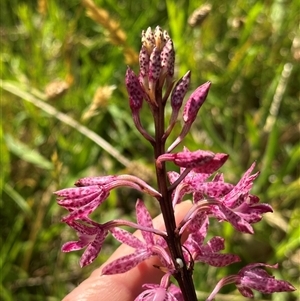 Dipodium punctatum at Kangaroo Valley, NSW - suppressed