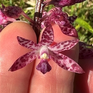 Dipodium punctatum at Kangaroo Valley, NSW - suppressed