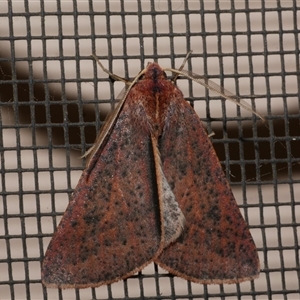 Cycloprorodes melanoxysta at Freshwater Creek, VIC - 26 Jun 2020