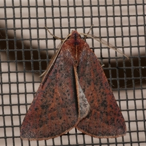 Cycloprorodes melanoxysta at Freshwater Creek, VIC - 26 Jun 2020 10:34 PM