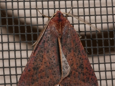 Cycloprorodes melanoxysta (Black-edged Geometrid) at Freshwater Creek, VIC - 26 Jun 2020 by WendyEM