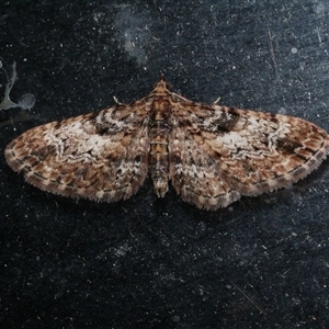 Chloroclystis approximata at Freshwater Creek, VIC - 26 Jun 2020