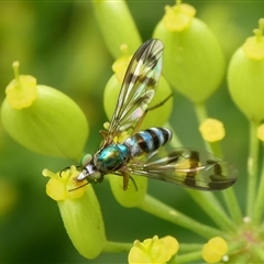 Unidentified Hover fly (Syrphidae) at Charleys Forest, NSW - 4 Jan 2021 by arjay