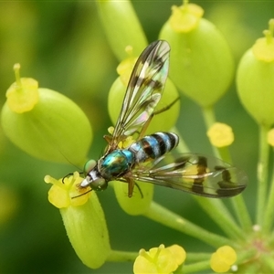 Unidentified Hover fly (Syrphidae) at Charleys Forest, NSW by arjay