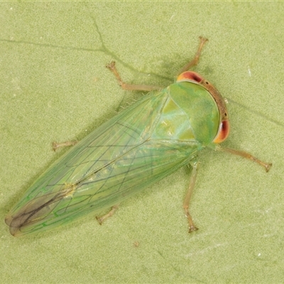 Rosopaella leurensis (A leafhopper) at Melba, ACT - 20 Nov 2024 by kasiaaus