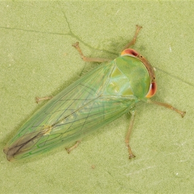 Batracomorphus sp. (genus) (An Iassinae leafhopper) at Melba, ACT - 20 Nov 2024 by kasiaaus