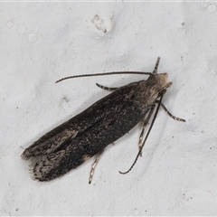 Aproaerema simplexella and isoscelixantha (Australian Soybean Moth (A. simplexella))) at Melba, ACT - 20 Nov 2024 by kasiaaus