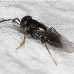 Unidentified Wasp (Hymenoptera, Apocrita) at Melba, ACT - 20 Nov 2024 by kasiaaus