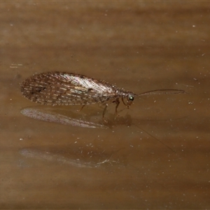 Micromus tasmaniae at Freshwater Creek, VIC by WendyEM