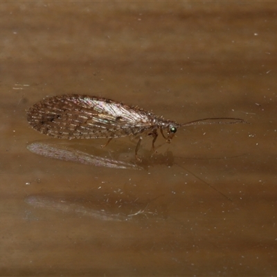 Micromus tasmaniae at Freshwater Creek, VIC - 26 Jun 2020 by WendyEM