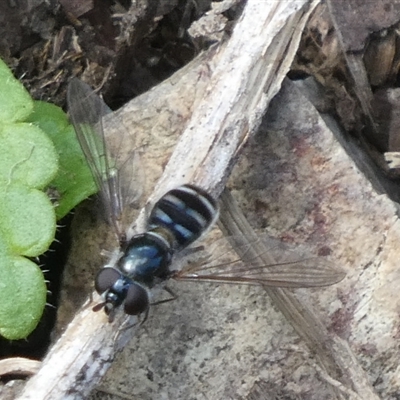 Unidentified Hover fly (Syrphidae) at Charleys Forest, NSW - 30 Sep 2024 by arjay