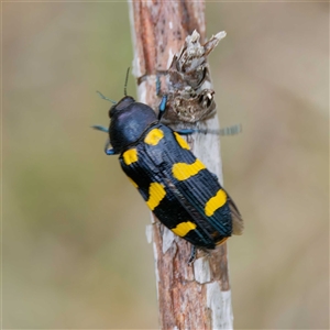 Castiarina australasiae at Uriarra Village, ACT - 22 Nov 2024