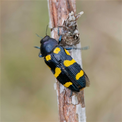 Castiarina australasiae (A jewel beetle) at Uriarra Village, ACT - 22 Nov 2024 by DPRees125