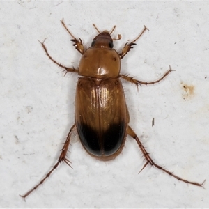 Phyllotocus macleayi at Melba, ACT - 21 Nov 2024