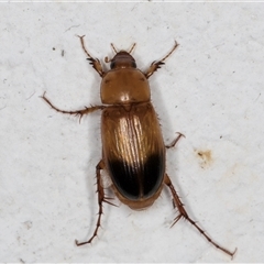 Phyllotocus macleayi at Melba, ACT - 21 Nov 2024