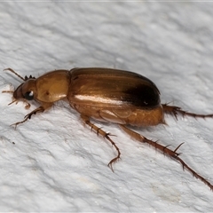 Phyllotocus macleayi at Melba, ACT - 21 Nov 2024