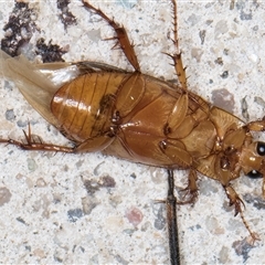 Phyllotocus macleayi at Melba, ACT - 21 Nov 2024