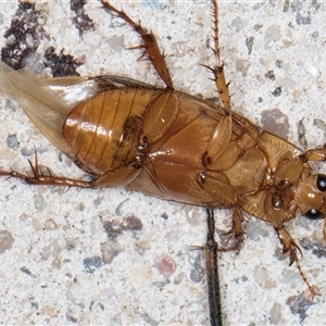 Phyllotocus macleayi at Melba, ACT - 21 Nov 2024