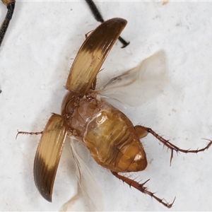 Phyllotocus macleayi at Melba, ACT - 21 Nov 2024