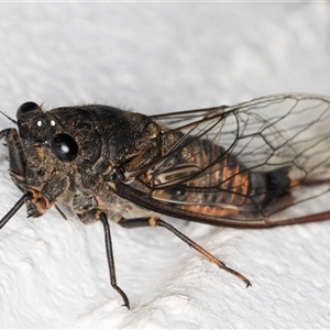 Yoyetta robertsonae at Melba, ACT - 21 Nov 2024 08:36 PM