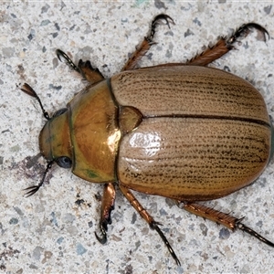 Anoplognathus brunnipennis at Melba, ACT - 21 Nov 2024