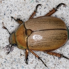 Anoplognathus brunnipennis at Melba, ACT - 21 Nov 2024