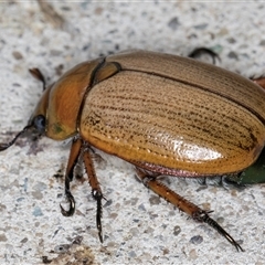 Anoplognathus brunnipennis at Melba, ACT - 21 Nov 2024