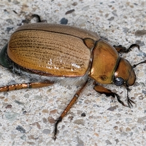 Anoplognathus brunnipennis at Melba, ACT - 21 Nov 2024