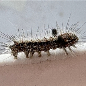 Lithosiini (immature) at Burradoo, NSW - suppressed