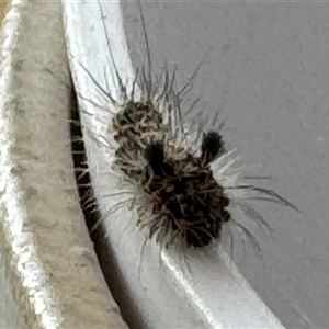 Lithosiini (immature) at Burradoo, NSW - suppressed